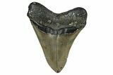 Serrated, Fossil Megalodon Tooth - North Carolina #348155-2
